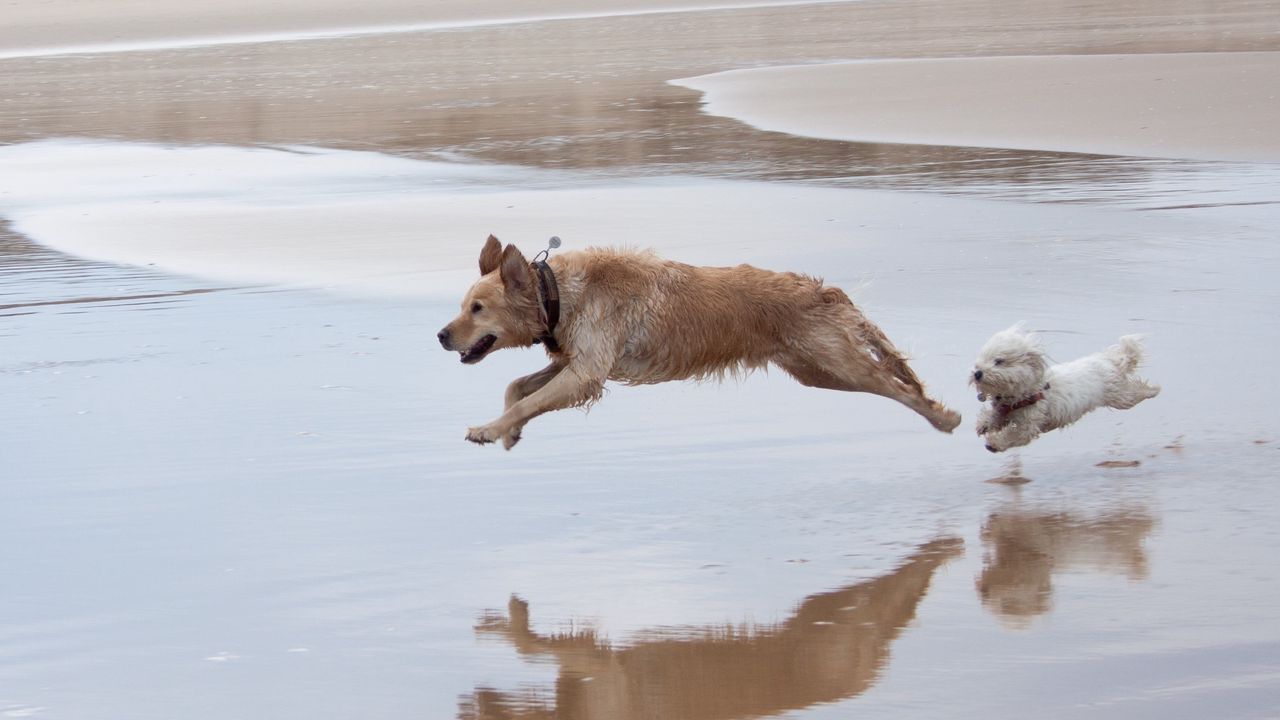 Wallpaper dog, run, jump, water