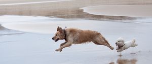 Preview wallpaper dog, run, jump, water
