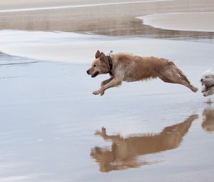 Preview wallpaper dog, run, jump, water
