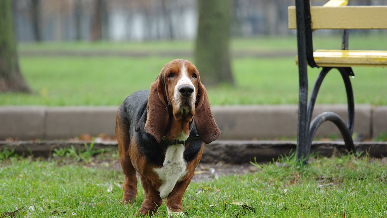 Wallpaper dog, run, park, dachshund, old