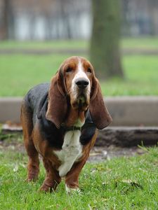 Preview wallpaper dog, run, park, dachshund, old