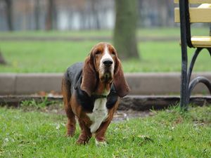 Preview wallpaper dog, run, park, dachshund, old