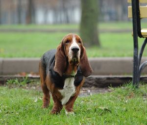 Preview wallpaper dog, run, park, dachshund, old