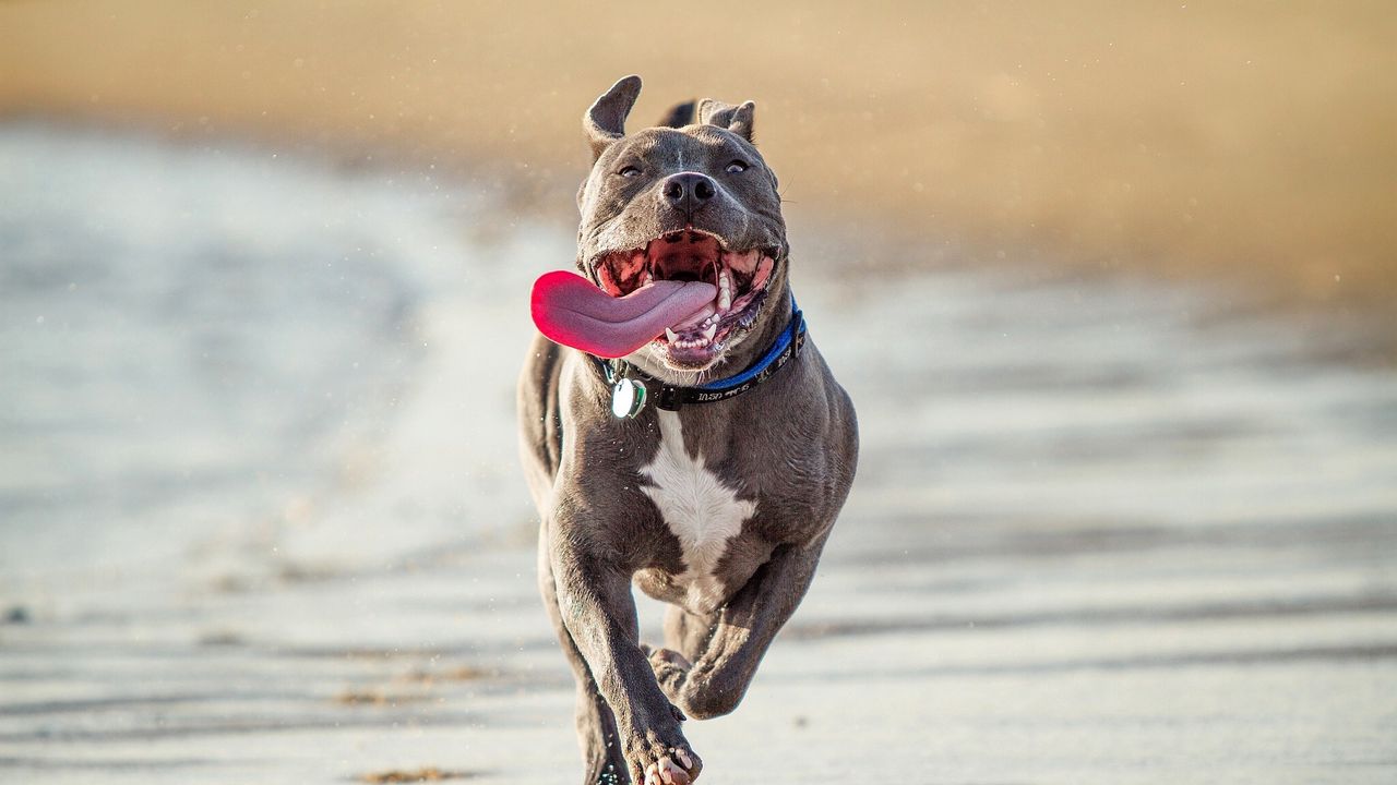 Wallpaper dog, run, shore, protruding tongue