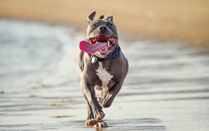 Preview wallpaper dog, run, shore, protruding tongue
