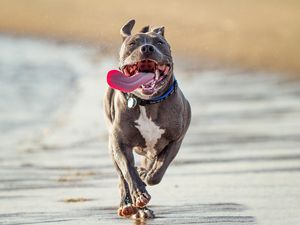Preview wallpaper dog, run, shore, protruding tongue