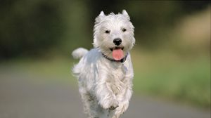 Preview wallpaper dog, running, asphalt, road