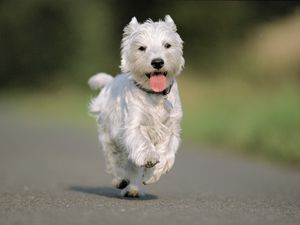 Preview wallpaper dog, running, asphalt, road