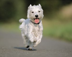 Preview wallpaper dog, running, asphalt, road