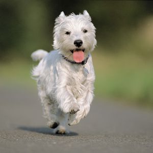 Preview wallpaper dog, running, asphalt, road