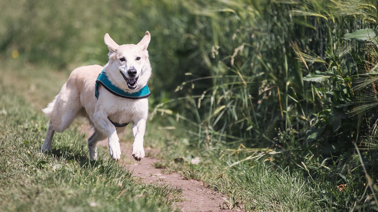 Wallpaper dog, running, grass, trail