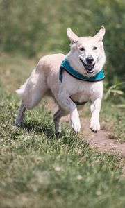 Preview wallpaper dog, running, grass, trail