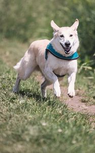 Preview wallpaper dog, running, grass, trail