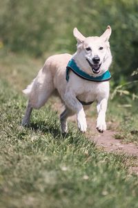 Preview wallpaper dog, running, grass, trail