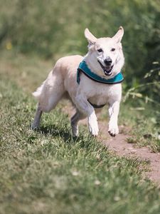 Preview wallpaper dog, running, grass, trail