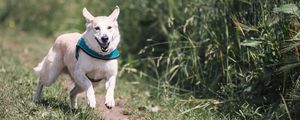 Preview wallpaper dog, running, grass, trail