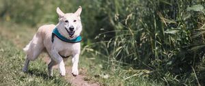 Preview wallpaper dog, running, grass, trail