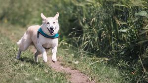 Preview wallpaper dog, running, grass, trail