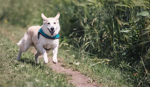 Preview wallpaper dog, running, grass, trail