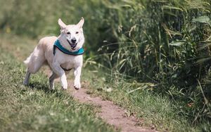 Preview wallpaper dog, running, grass, trail