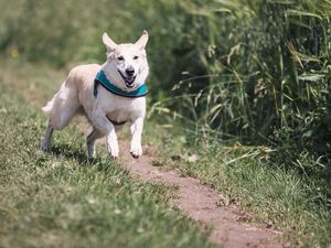 Preview wallpaper dog, running, grass, trail