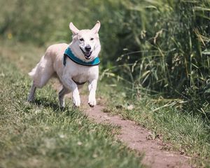 Preview wallpaper dog, running, grass, trail