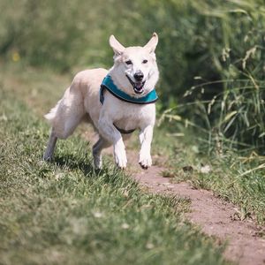 Preview wallpaper dog, running, grass, trail