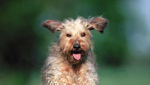 Preview wallpaper dog, running, grass