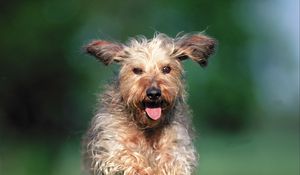 Preview wallpaper dog, running, grass