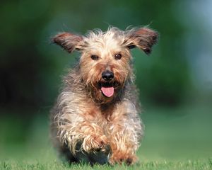 Preview wallpaper dog, running, grass