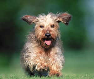 Preview wallpaper dog, running, grass