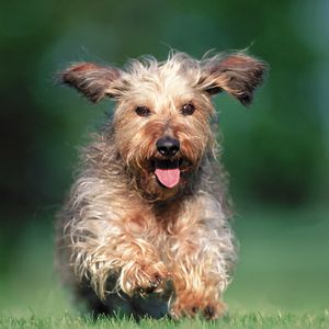 Preview wallpaper dog, running, grass