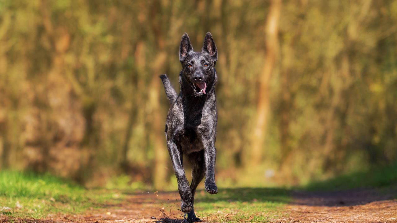 Wallpaper dog, running, walk