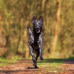 Preview wallpaper dog, running, walk