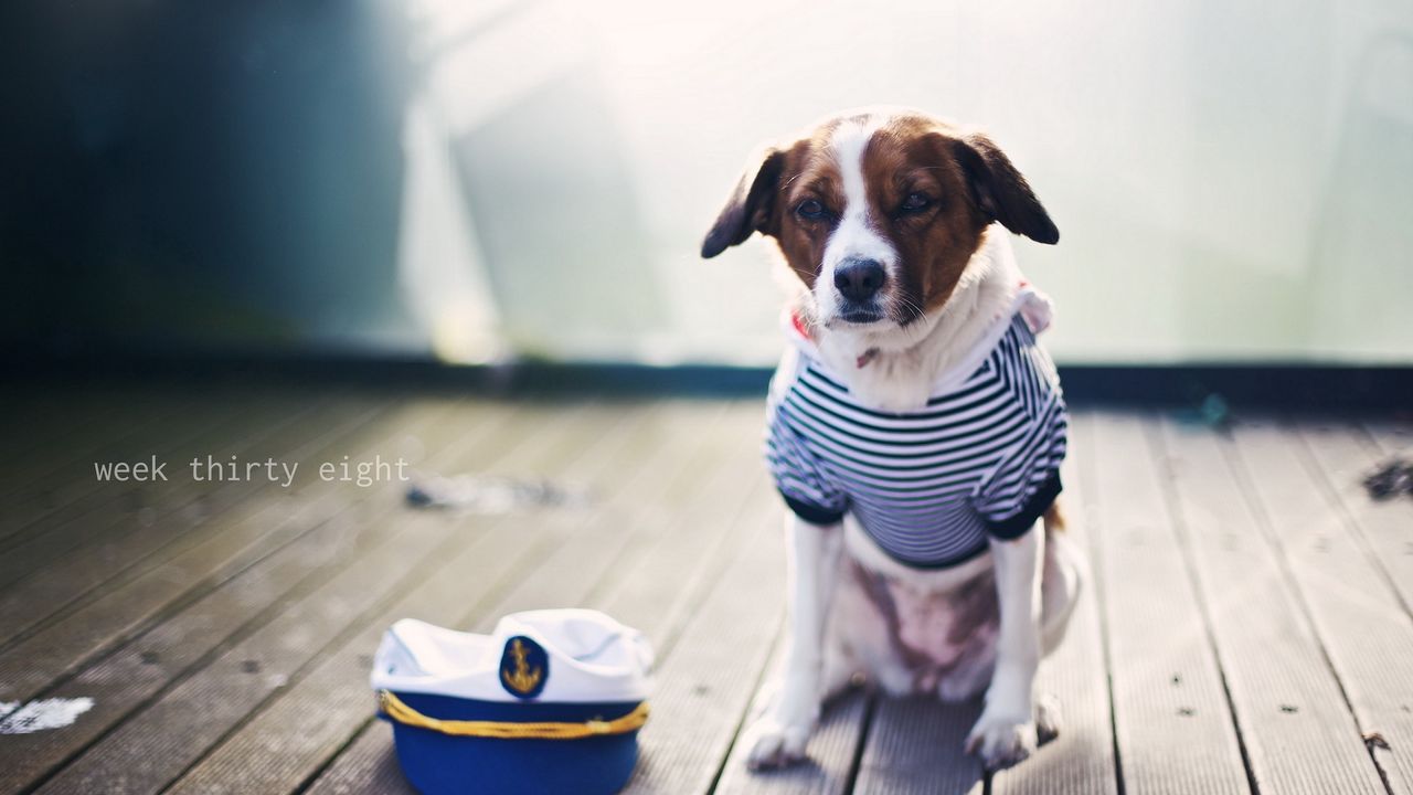 Wallpaper dog, sailor, sitting, cap, clothes