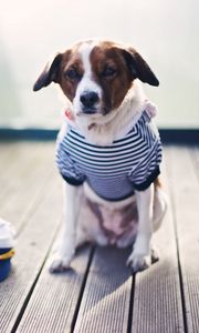 Preview wallpaper dog, sailor, sitting, cap, clothes