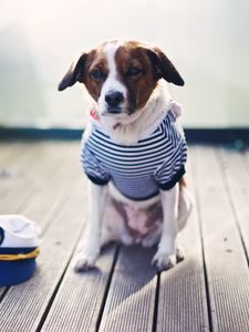 Preview wallpaper dog, sailor, sitting, cap, clothes