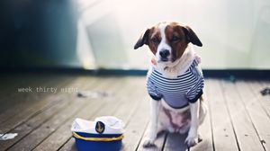 Preview wallpaper dog, sailor, sitting, cap, clothes