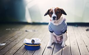 Preview wallpaper dog, sailor, sitting, cap, clothes