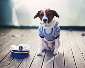 Preview wallpaper dog, sailor, sitting, cap, clothes