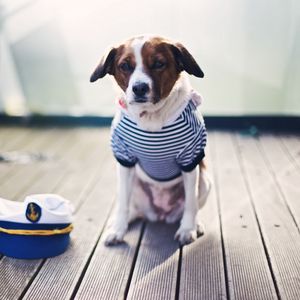 Preview wallpaper dog, sailor, sitting, cap, clothes