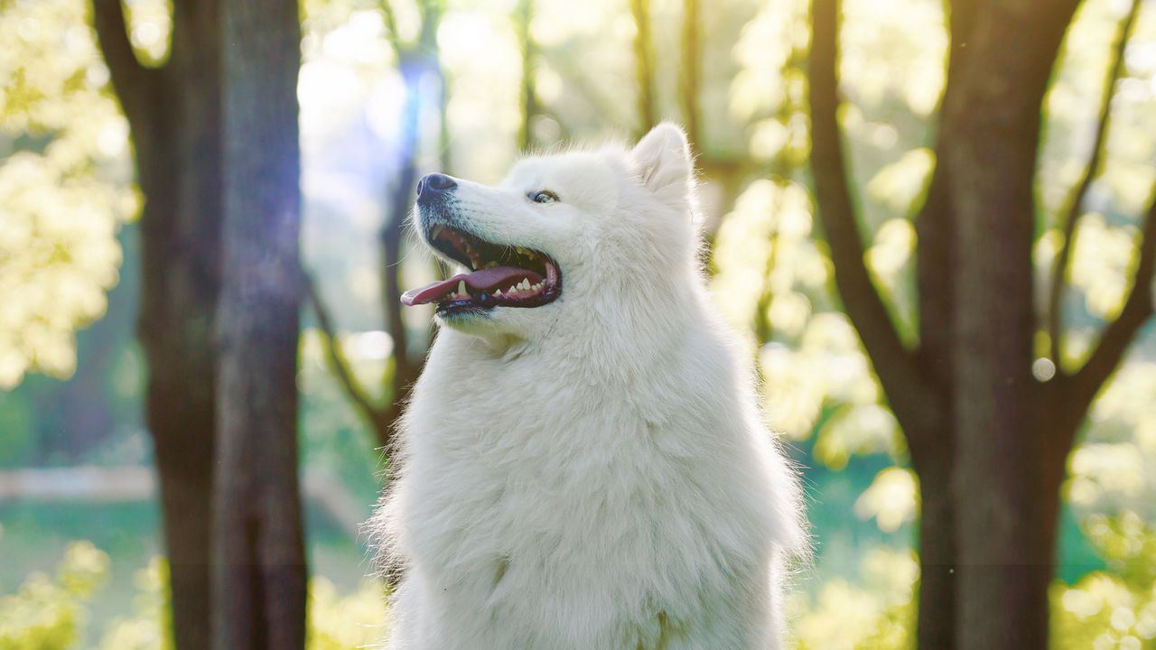 Wallpaper dog, samoyed dog, white, fluffy, protruding tongue