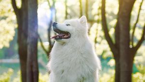 Preview wallpaper dog, samoyed dog, white, fluffy, protruding tongue