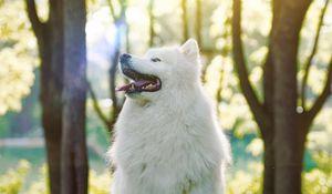 Preview wallpaper dog, samoyed dog, white, fluffy, protruding tongue