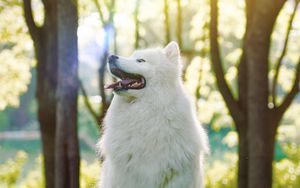 Preview wallpaper dog, samoyed dog, white, fluffy, protruding tongue