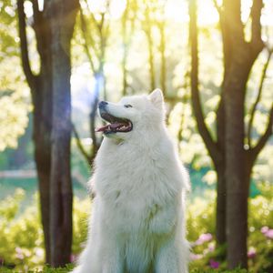 Preview wallpaper dog, samoyed dog, white, fluffy, protruding tongue