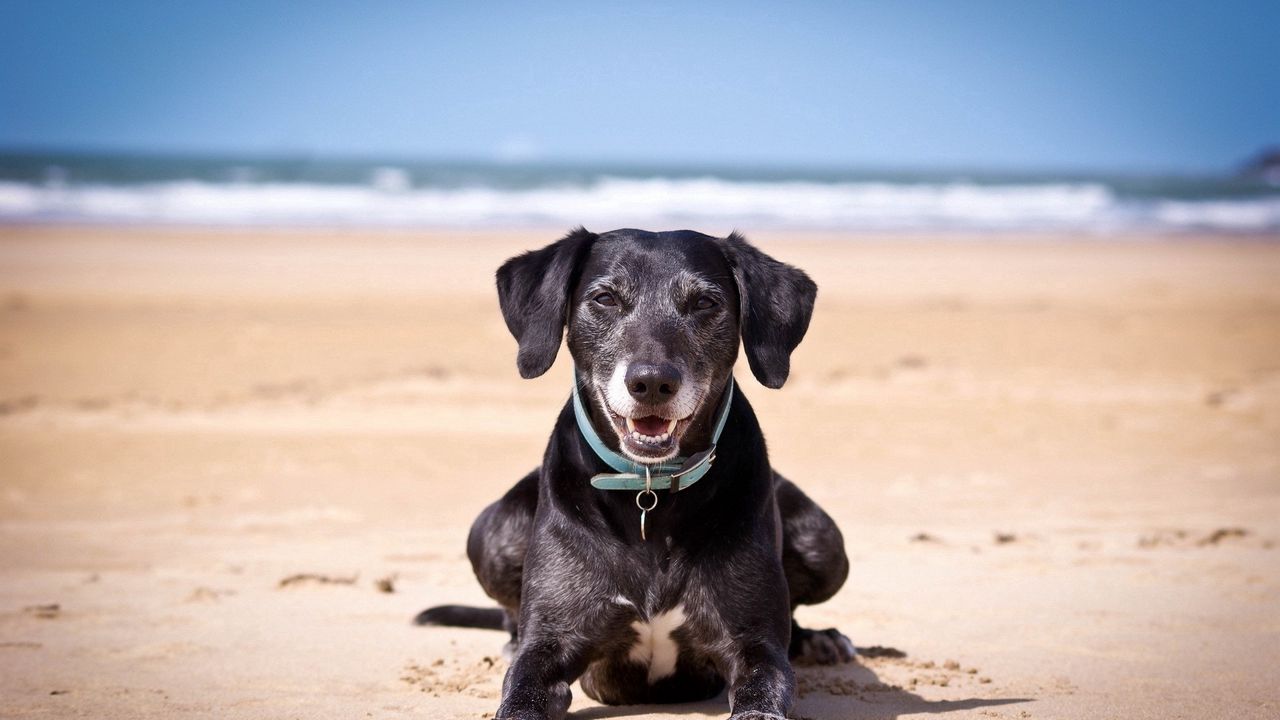 Wallpaper dog, sand, dark, collars, sea