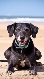 Preview wallpaper dog, sand, dark, collars, sea