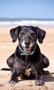 Preview wallpaper dog, sand, dark, collars, sea