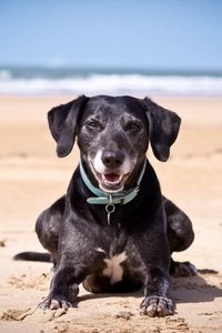 Preview wallpaper dog, sand, dark, collars, sea